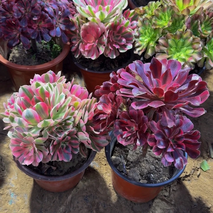 美杜莎➕粉女巫9.9。