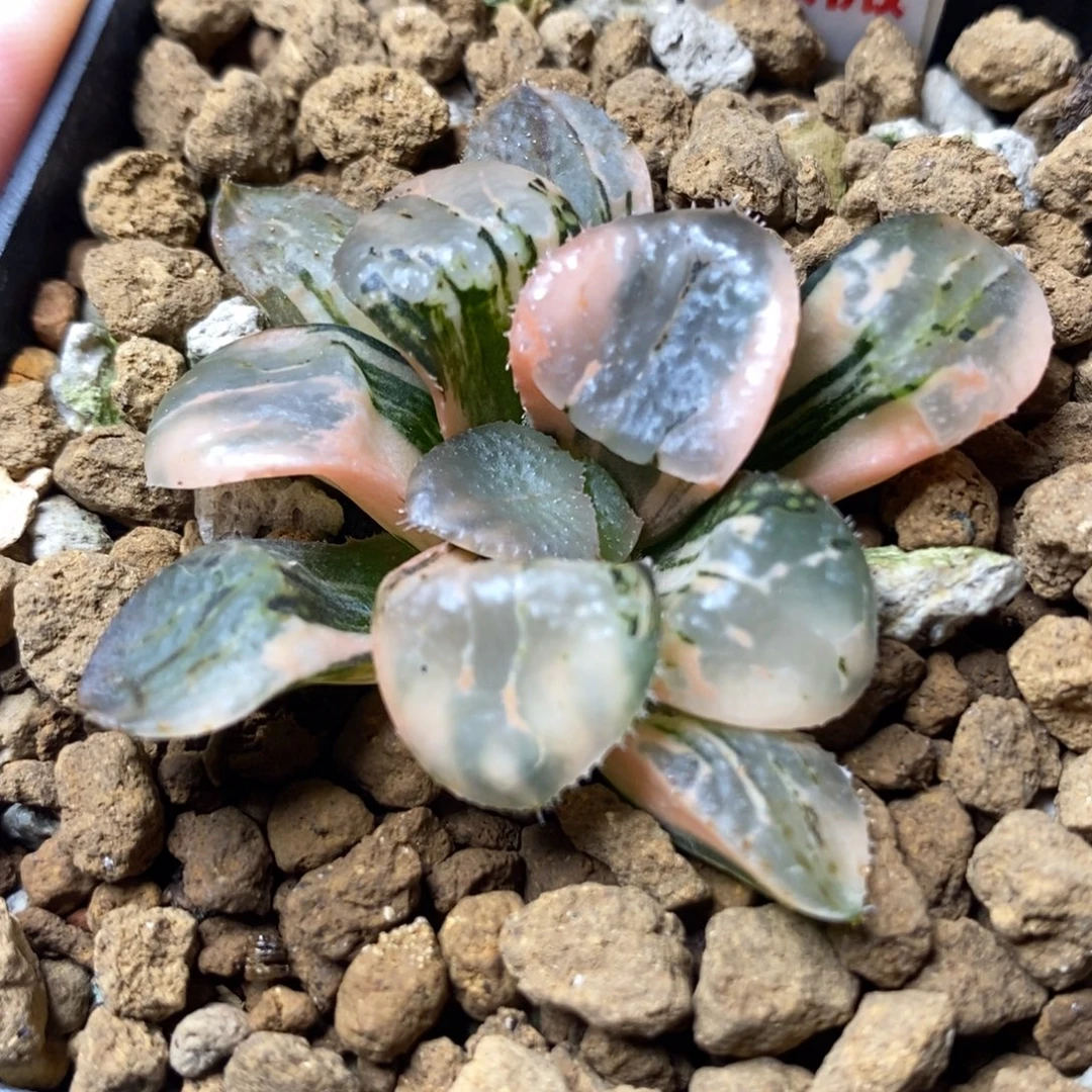 397池田玻璃克锦一物一拍