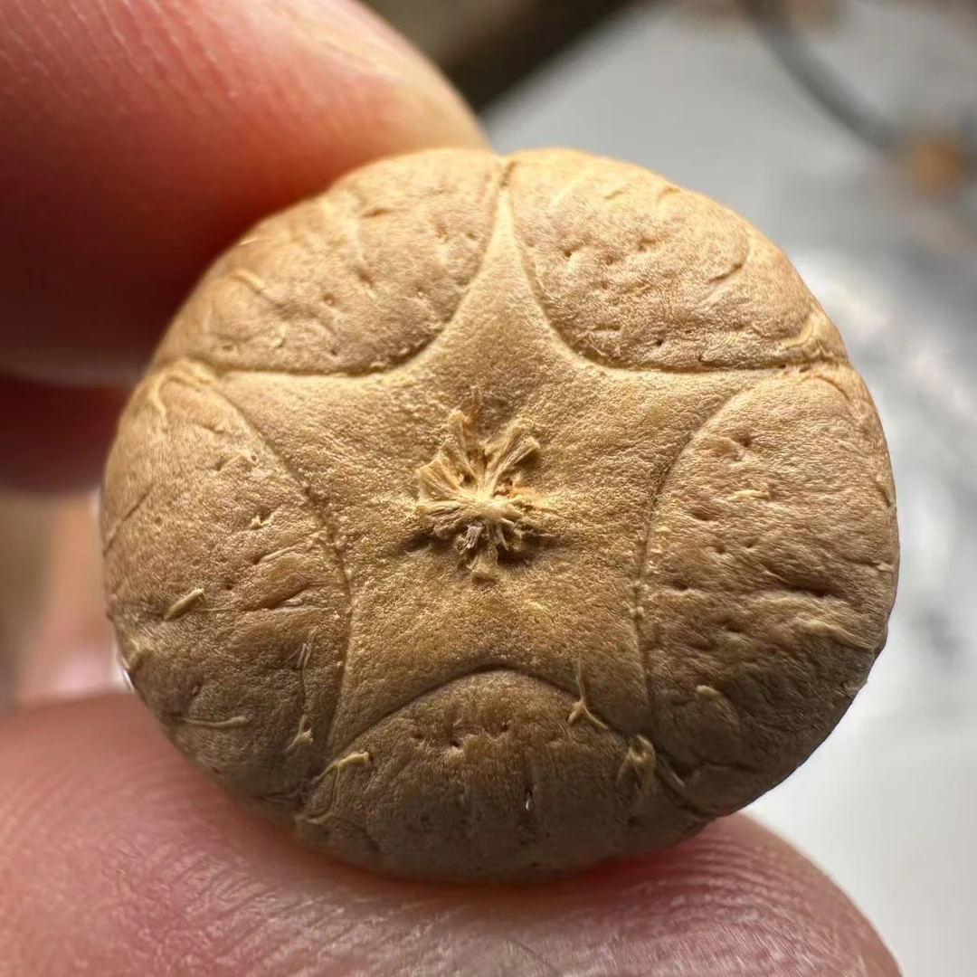 尼泊尔五星菩提，尺寸18，sss系列，货号101