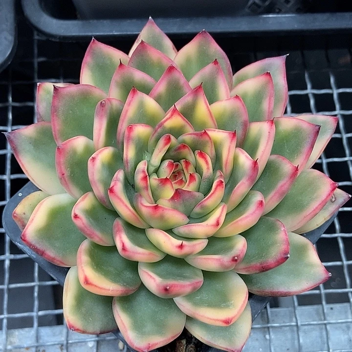 老骑兵锦多肉植物