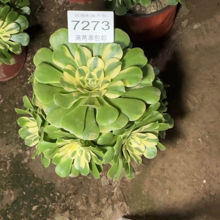 7273辛尼亚多肉植物