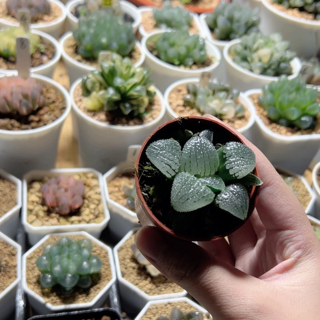 天空之境多肉植物一颗