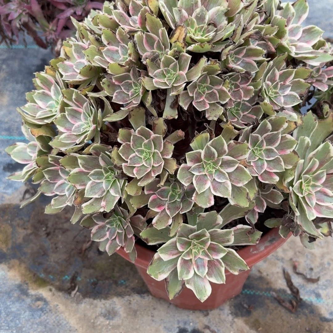 267多肉植物捧花的时候