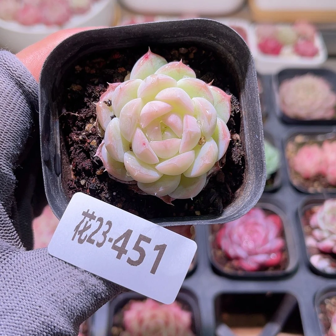 花23-451新品单头