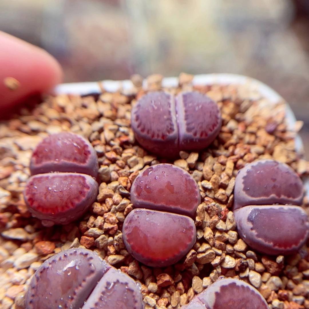 224号带盆盆包邮发货