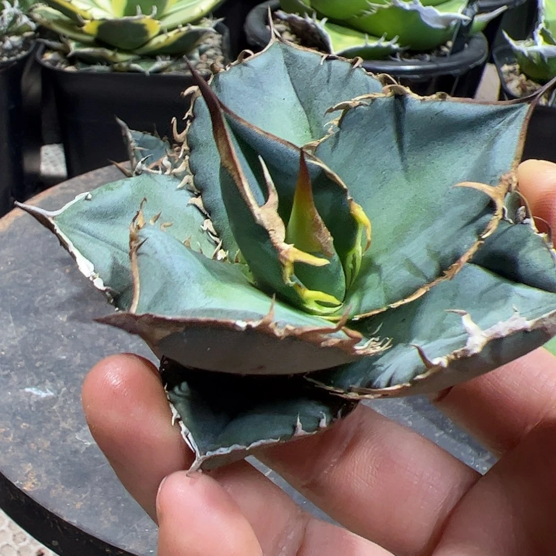 秋顶芽龙舌兰植物