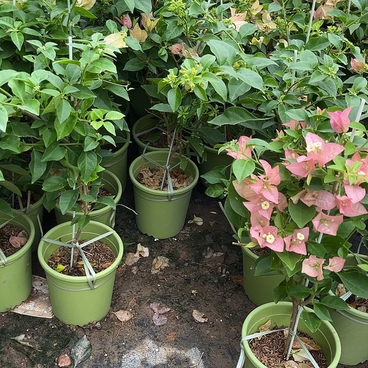 完全开放三角梅卡亚塔