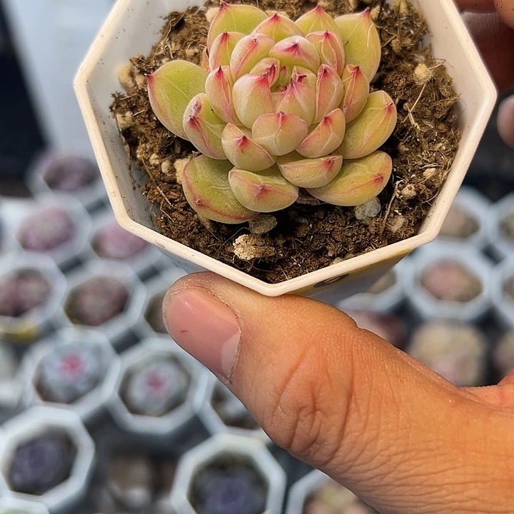 雪花珍妮 满10颗包邮