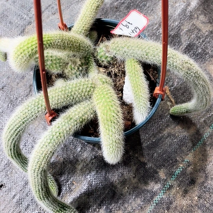 刘****姐九尾狐小可爱一个