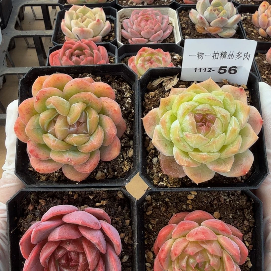 1112-56四颗多肉一物一拍