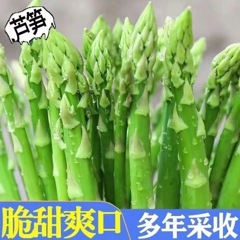 【全店满5包包邮】甜脆绿芦笋种籽蔬菜之王抗热耐寒高营养蔬菜种子