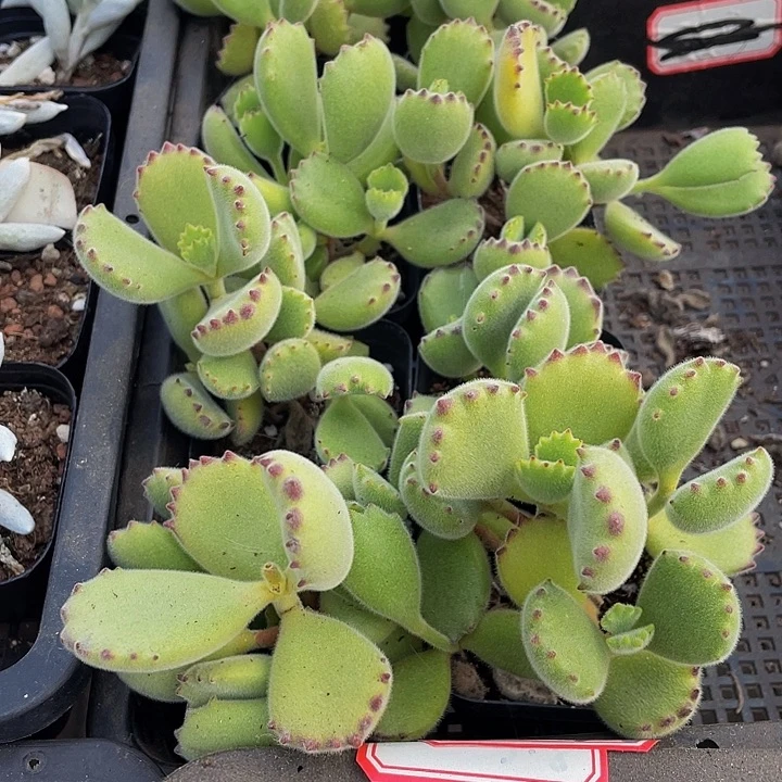 大绿熊2.8带盆土发货