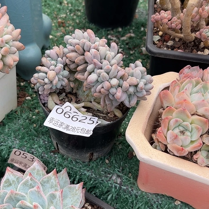 幸运儿的故事也是很精彩