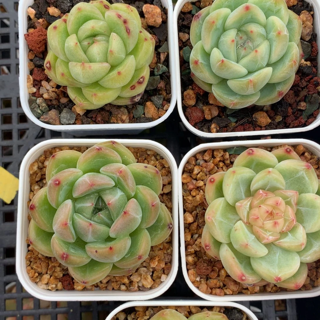 0525-38 珍妮优选套餐