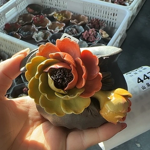 瓷片柴烧柴烧柴烧446