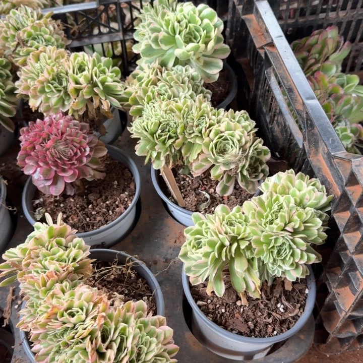 迈巴赫缀化啊啊啊啊