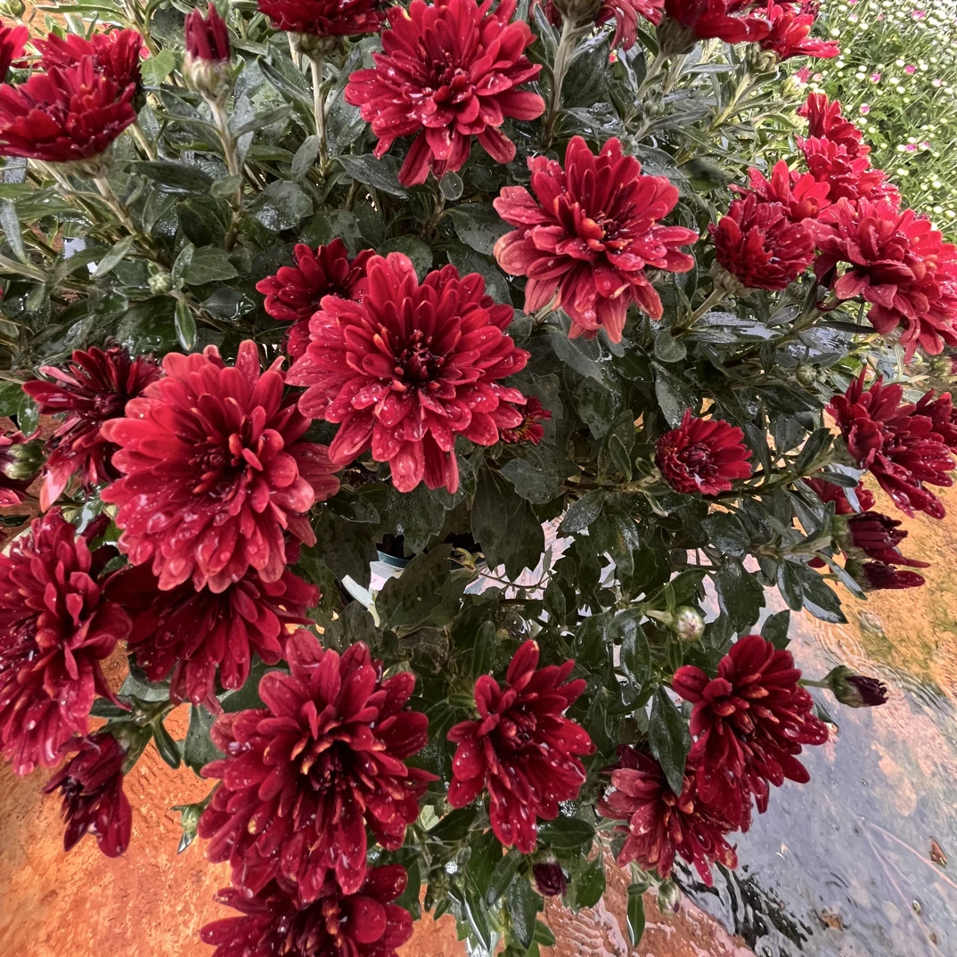 千头菊【嘉年华】耐寒耐热好养适合阳台庭院种植