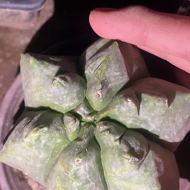 落地锯齿尤多棱龟甲鸾