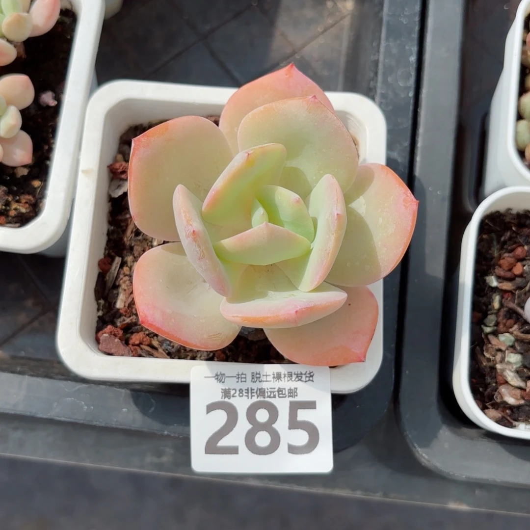 白凤单头无盆土发货