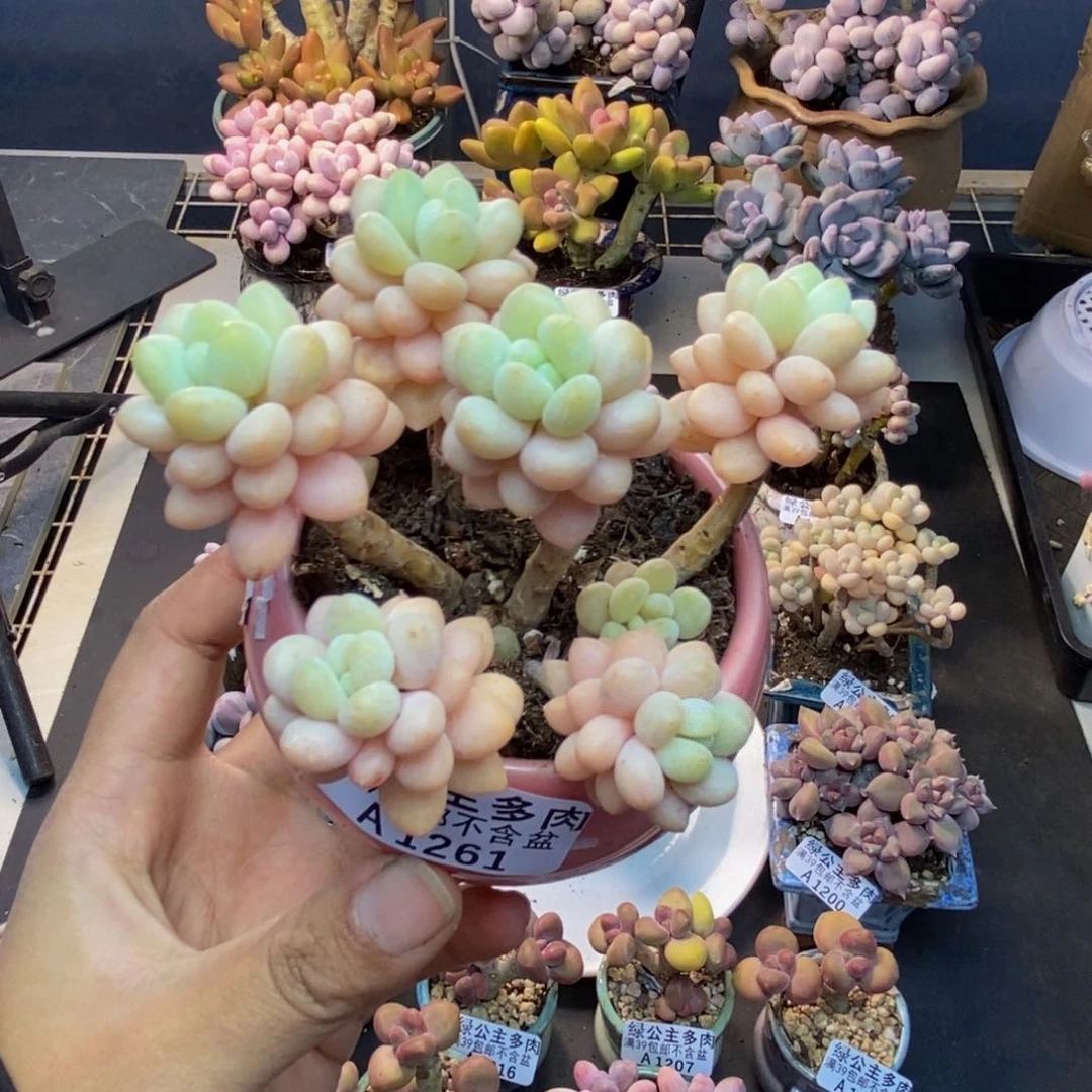 261洛可可多肉7c m