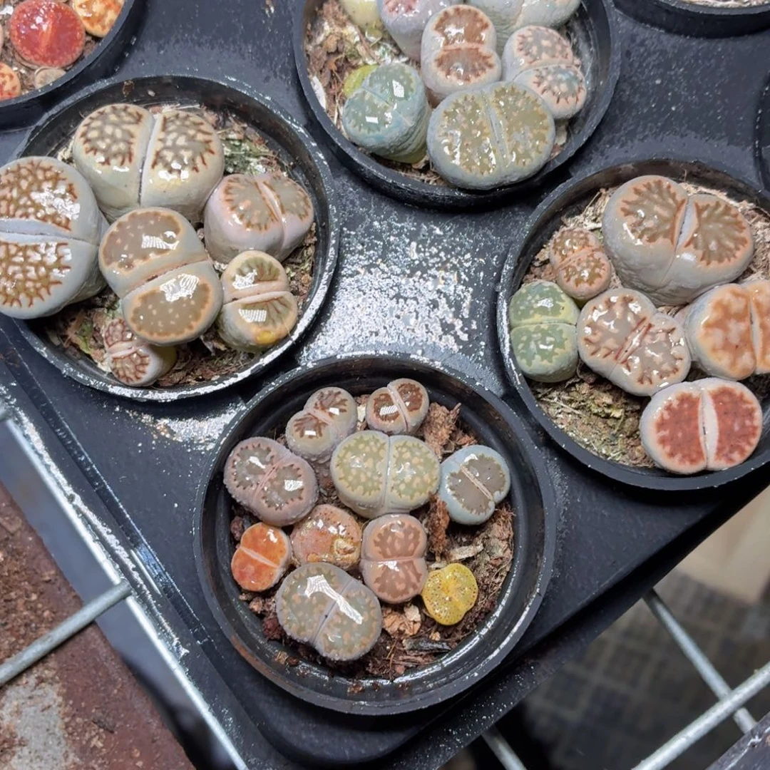 生石花多肉9.9包邮发货