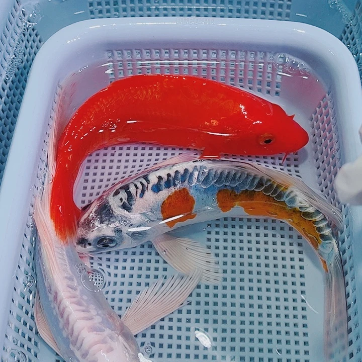 锦鲤锦鲤冷水鱼观赏