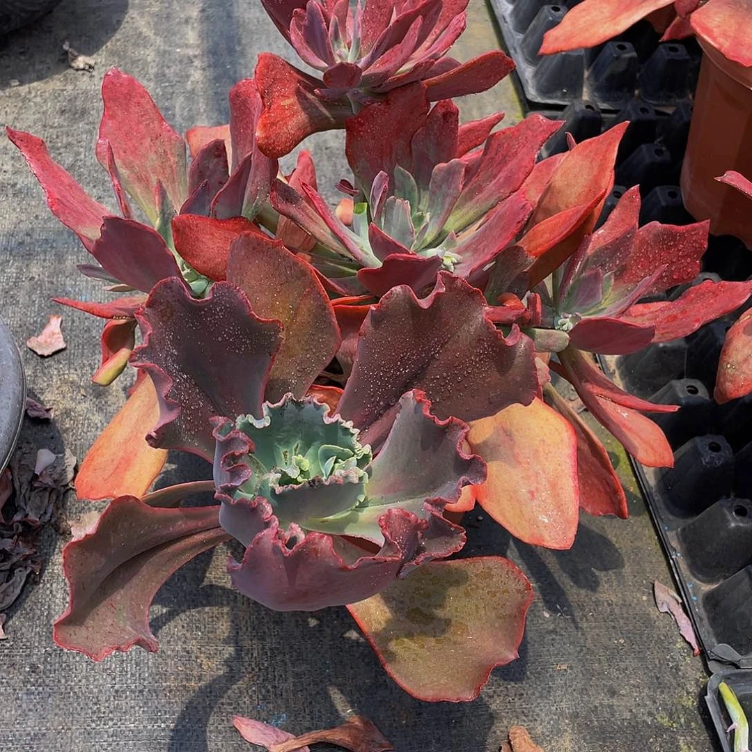 开***蓉钻石锦多肉植物群