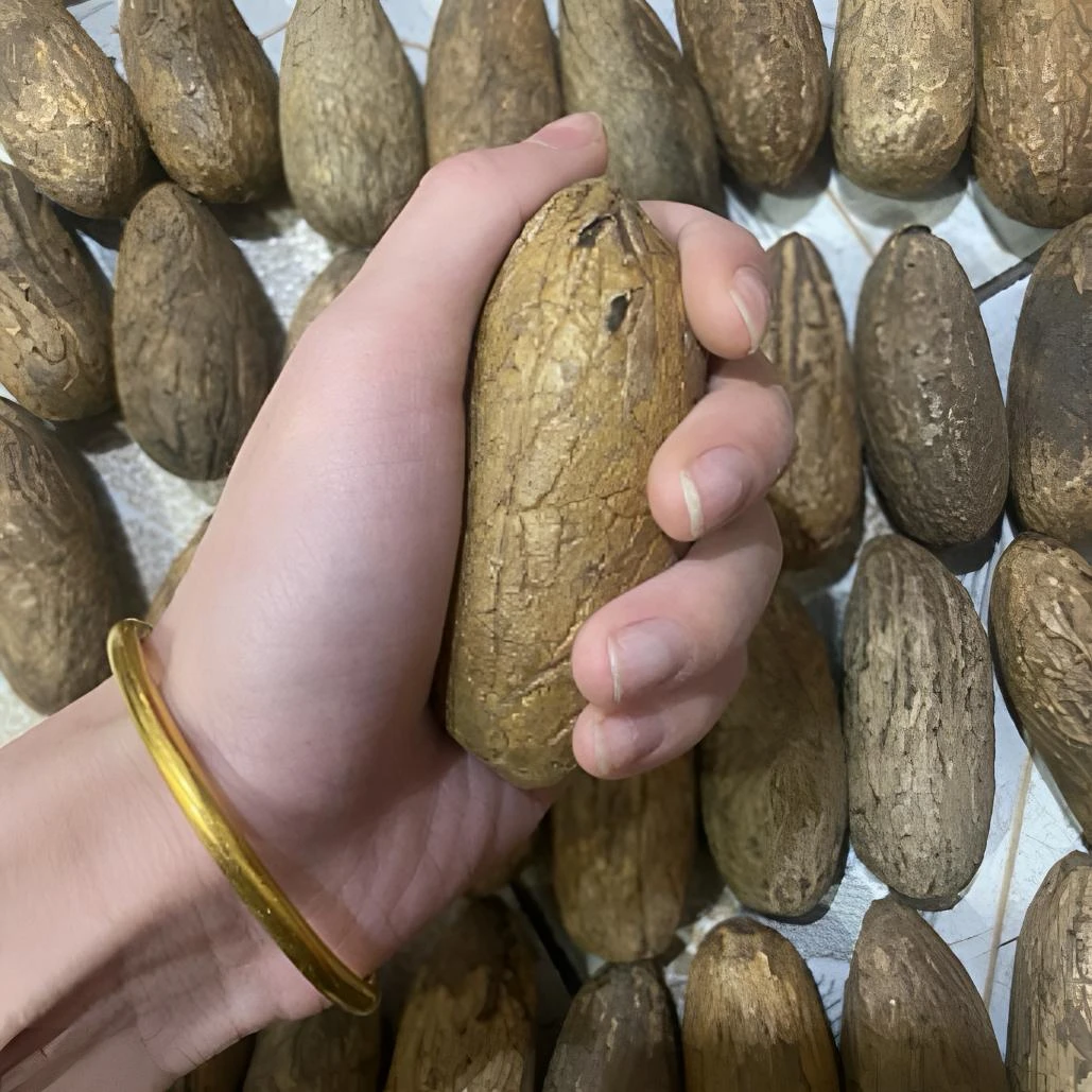 精选千眼菩提果（开果不退）菩提果文玩菩提果现场开果