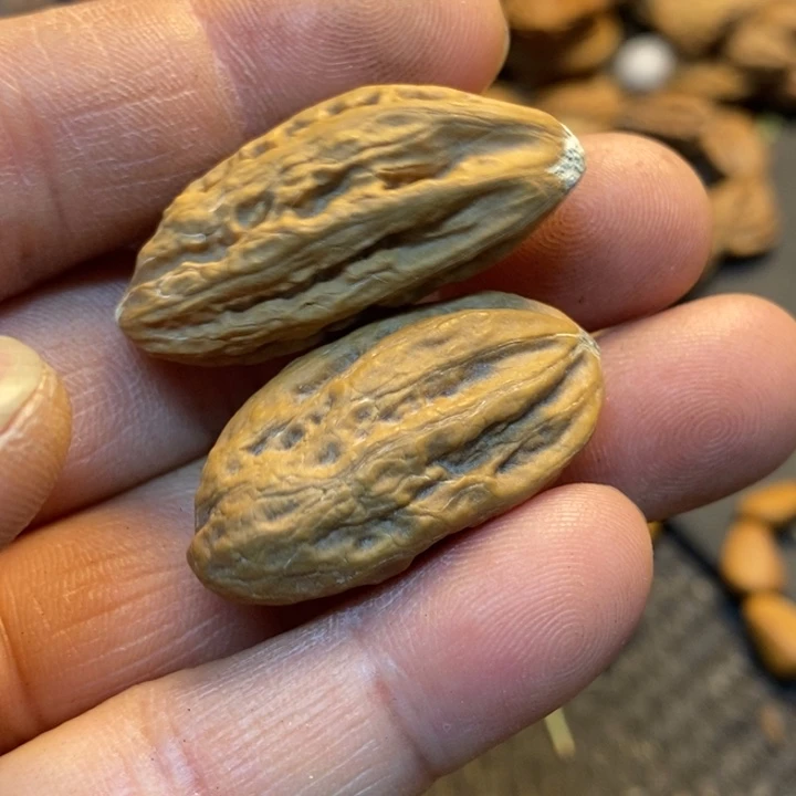 吊坠桃核娜姐真的208