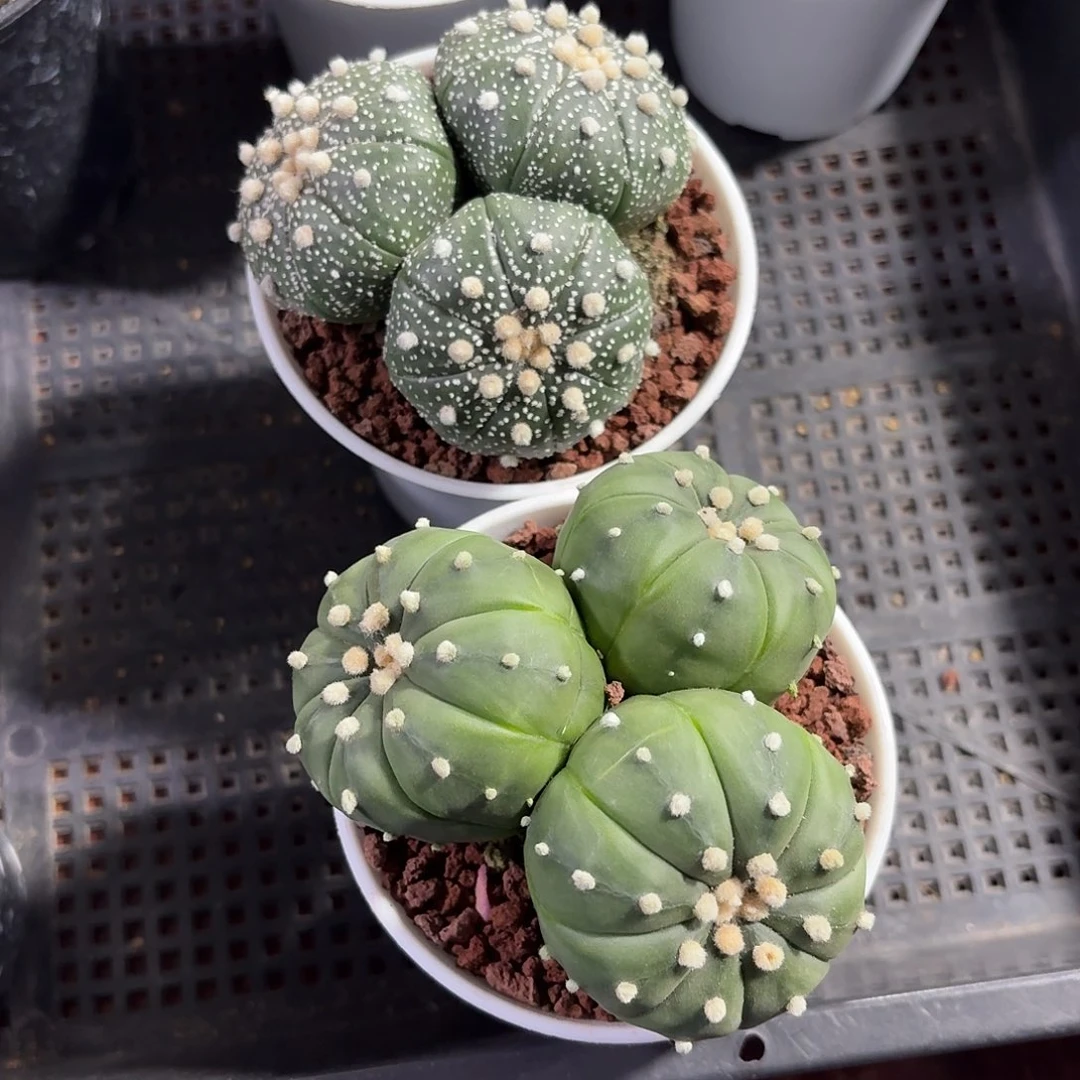 园***丁两颗兜仙人球123456