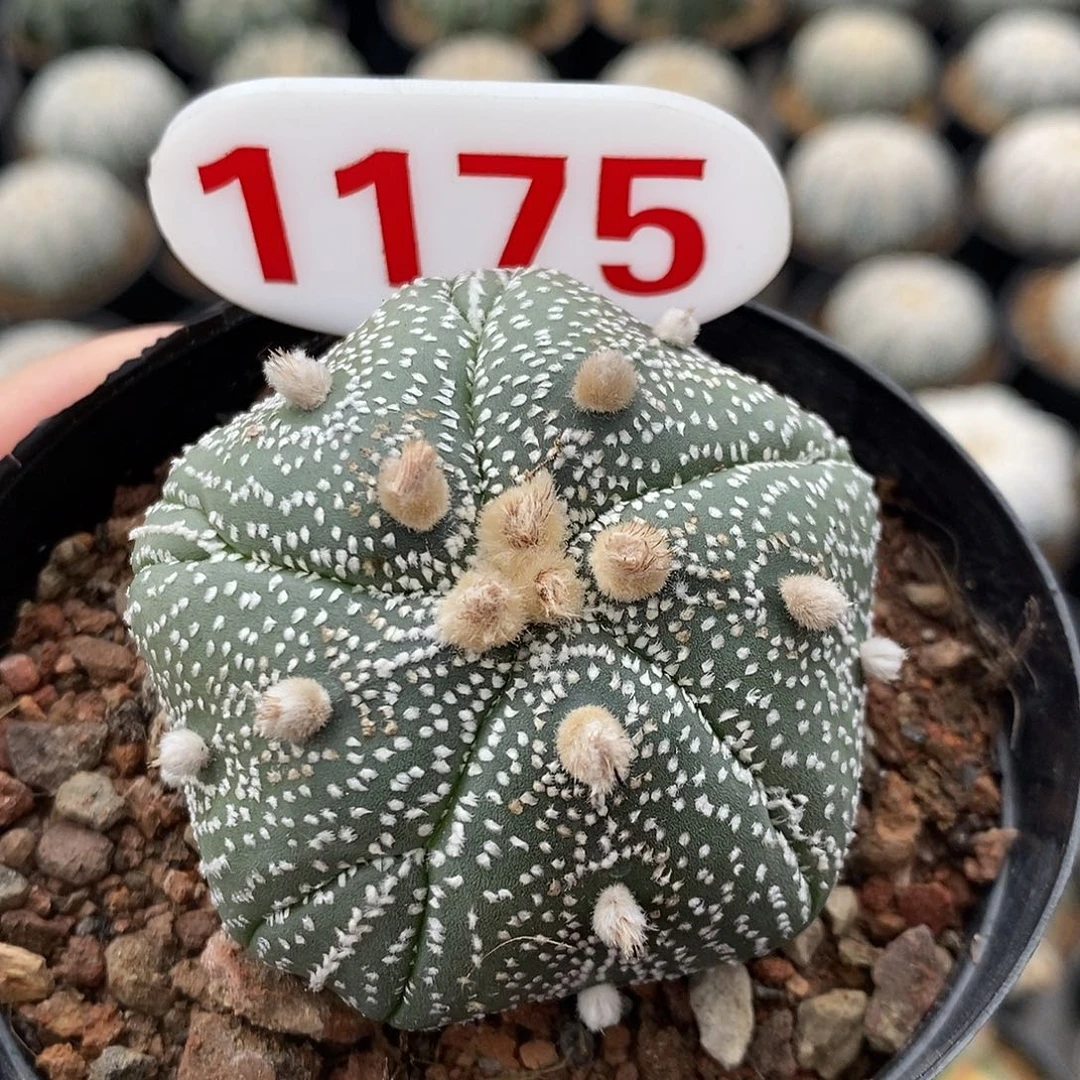 1175五愣复愣特价福利