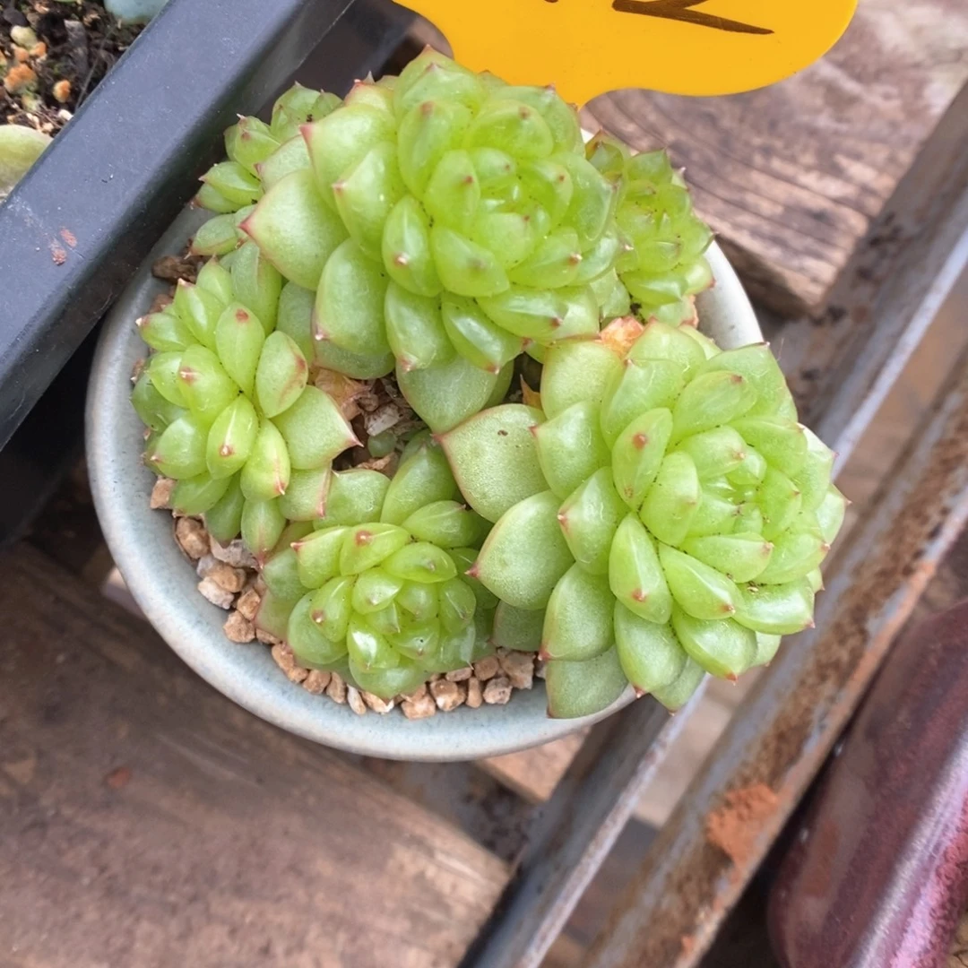 M***0灯泡珍妮352号。