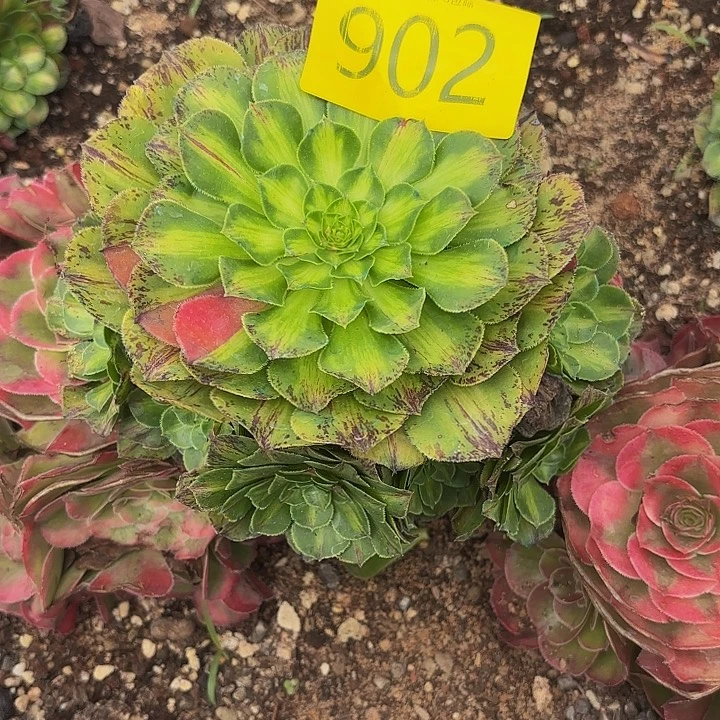 多肉植物福利902个