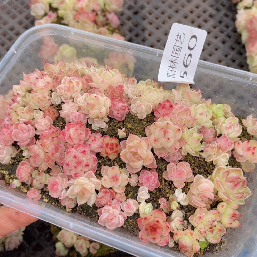 白*子多肉植物多肉植物560