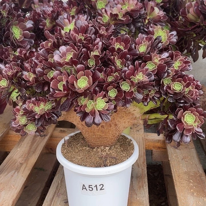 A512欧紫缀化自然朵朵45-1脱土包邮