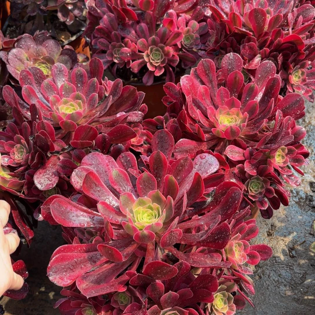 美杜莎手捧9.9多肉植物