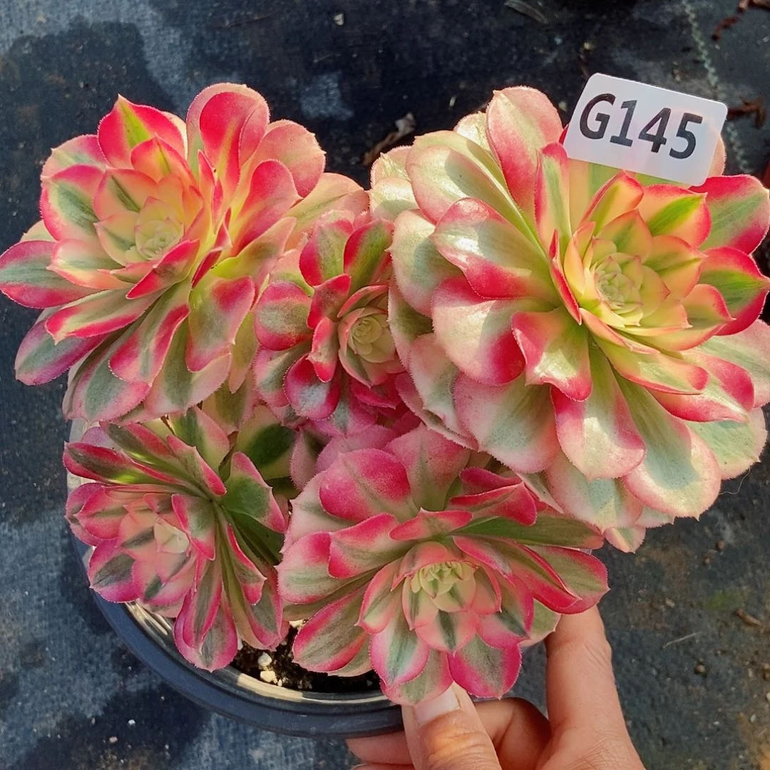 红陶145倾城丛林3冠服15