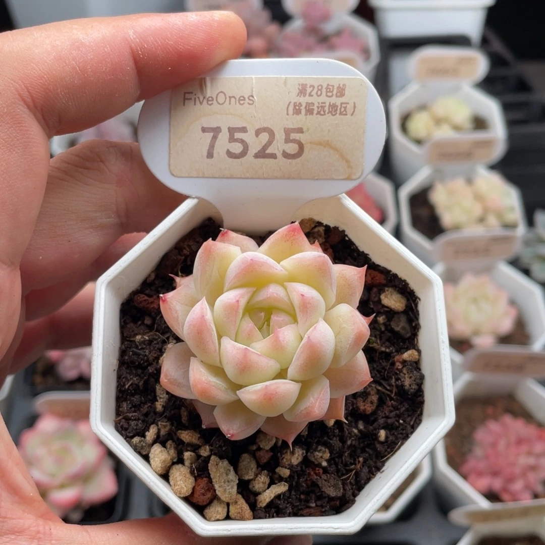 桃熏女王7525-4厘米