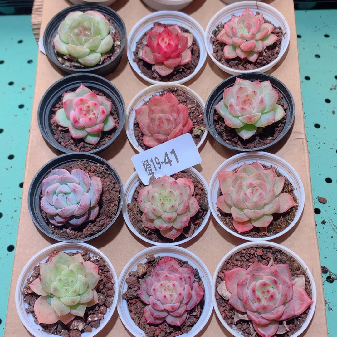 19-41一物一拍多肉带盆18颗