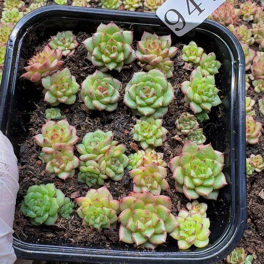 多肉植物多肉植物947