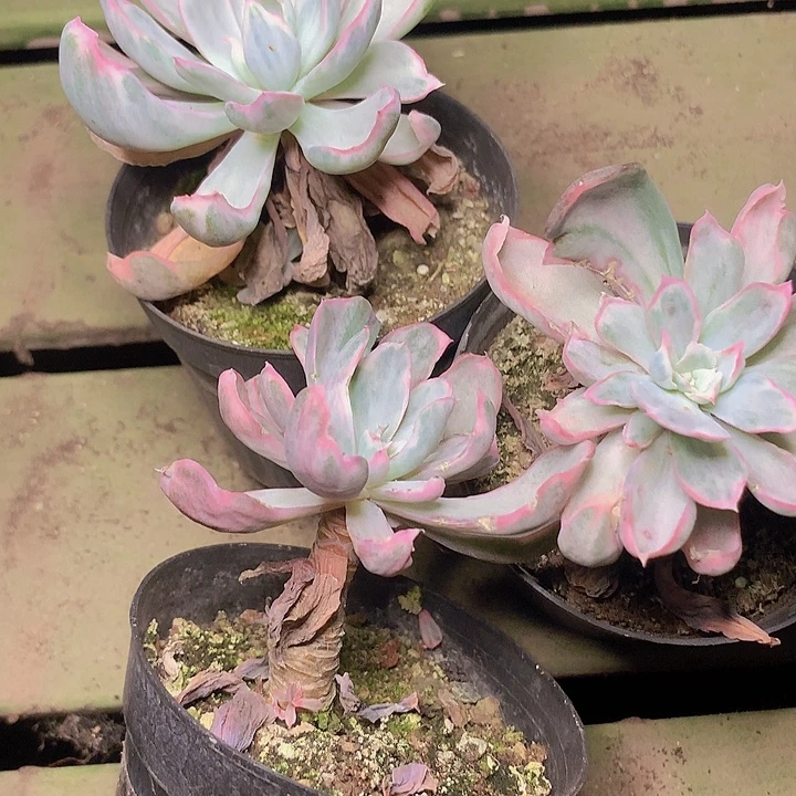 伯克利锦单头脱土