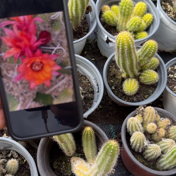 白檀仙人掌28带跟带仔