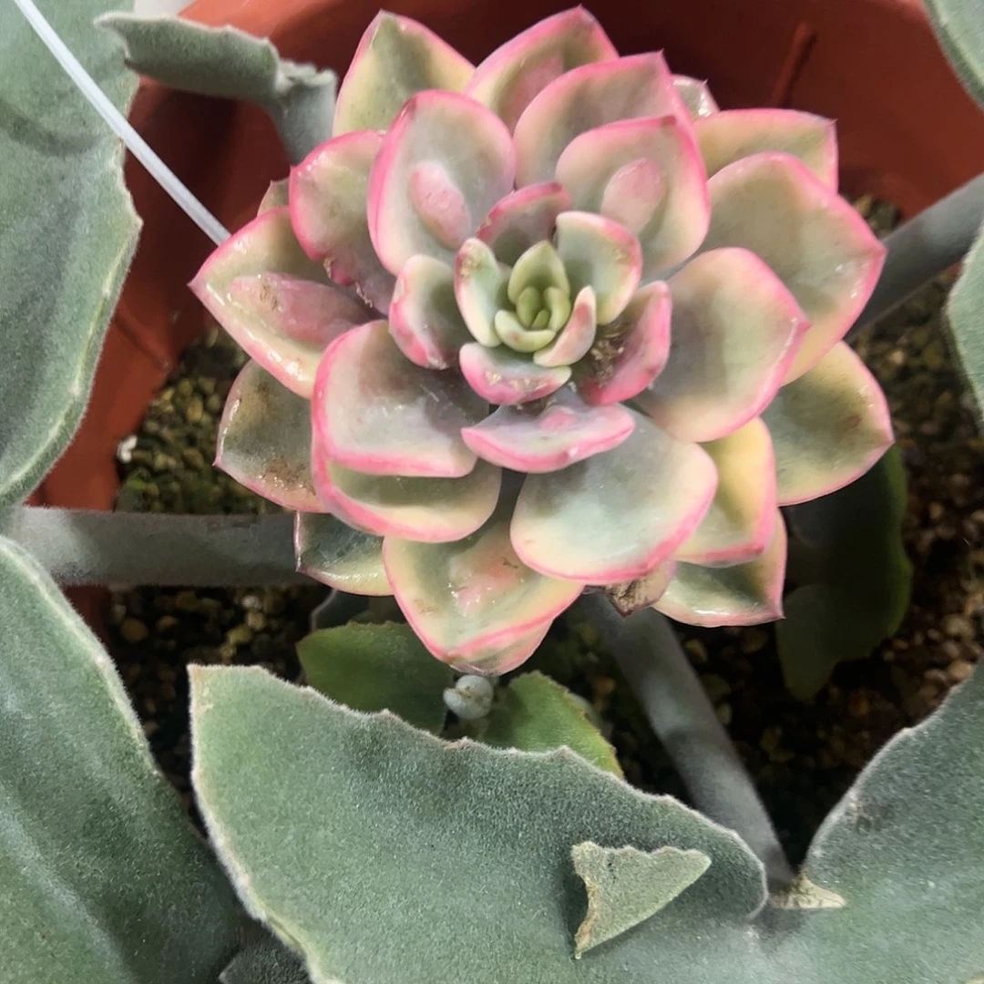 雨滴锦嫁接多肉植物