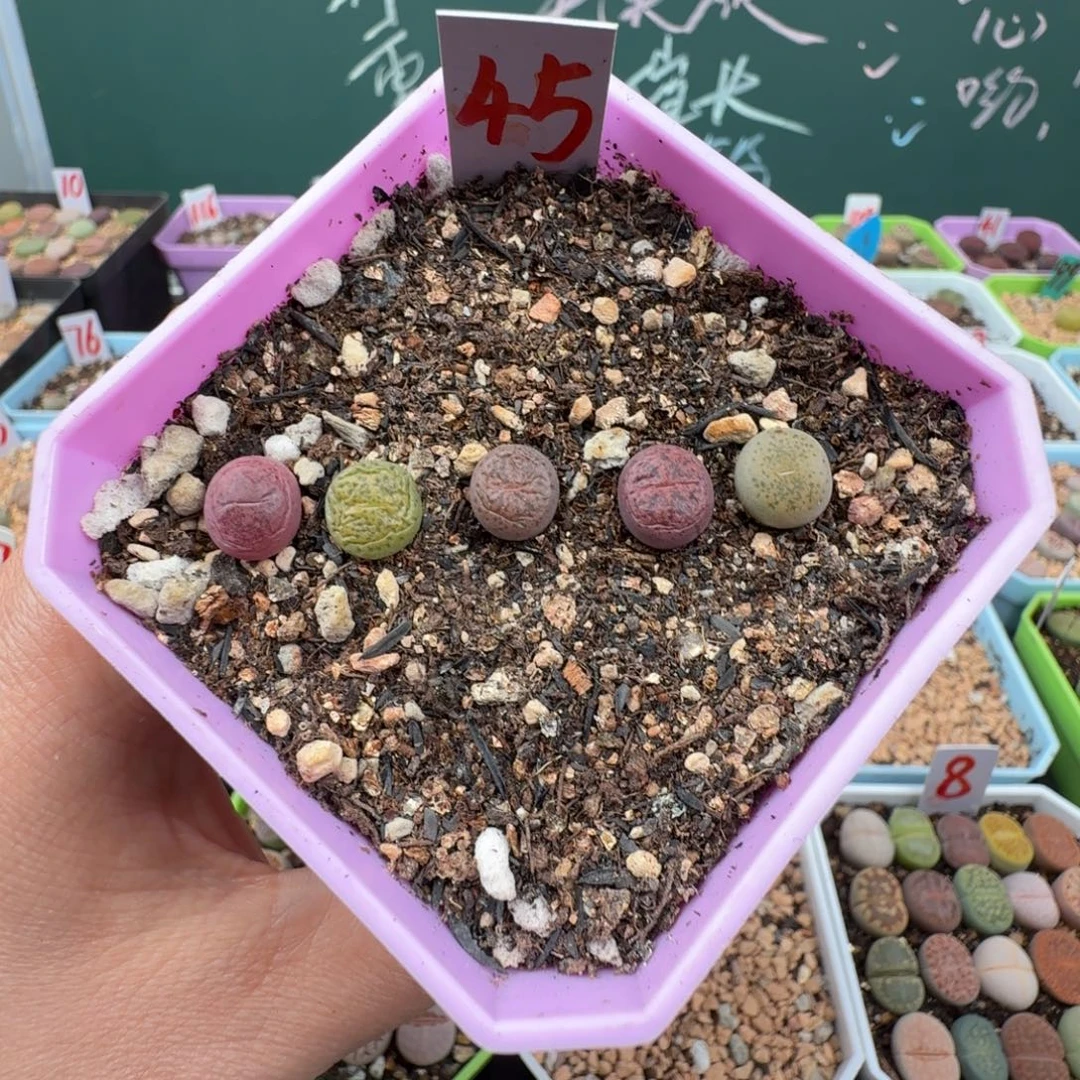 特价紫薰彩套脱土发货 45