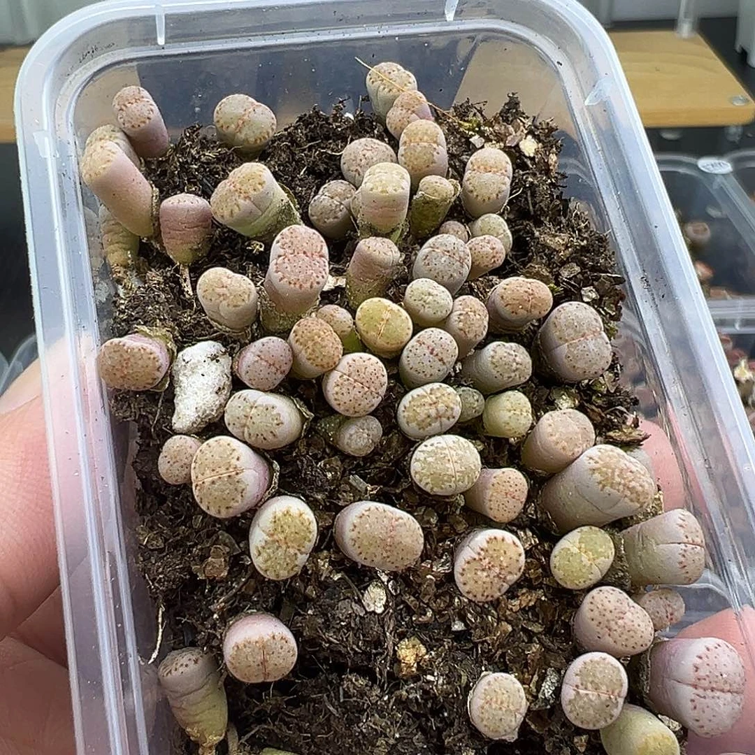 2527饼干小苗福利