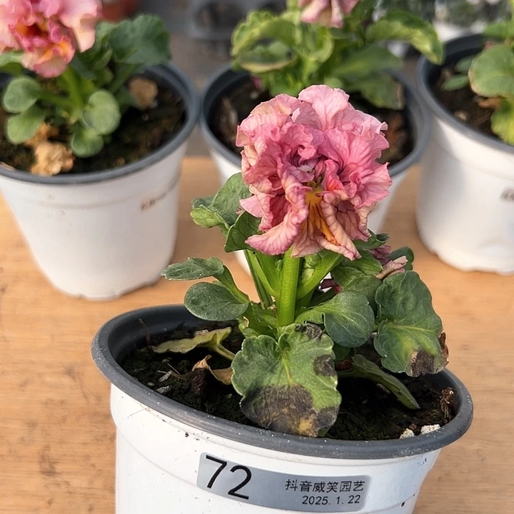 红陶抖音直播闪拍72