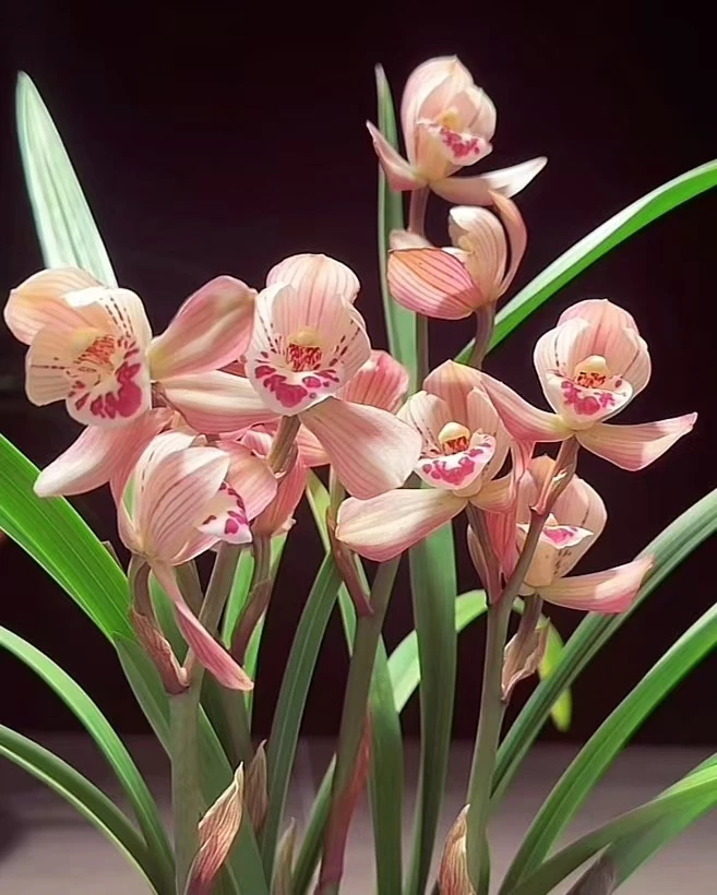 春剑粉荷 特A级 经典品种 高端铭品 正格荷瓣浓香好养绿植花卉