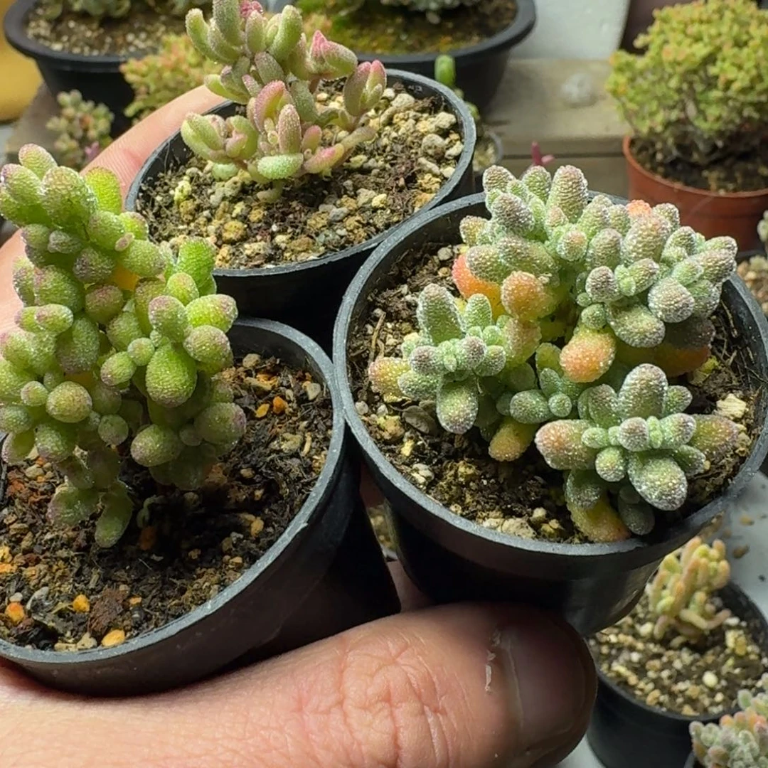 雨*铃多肉植物枝干番杏