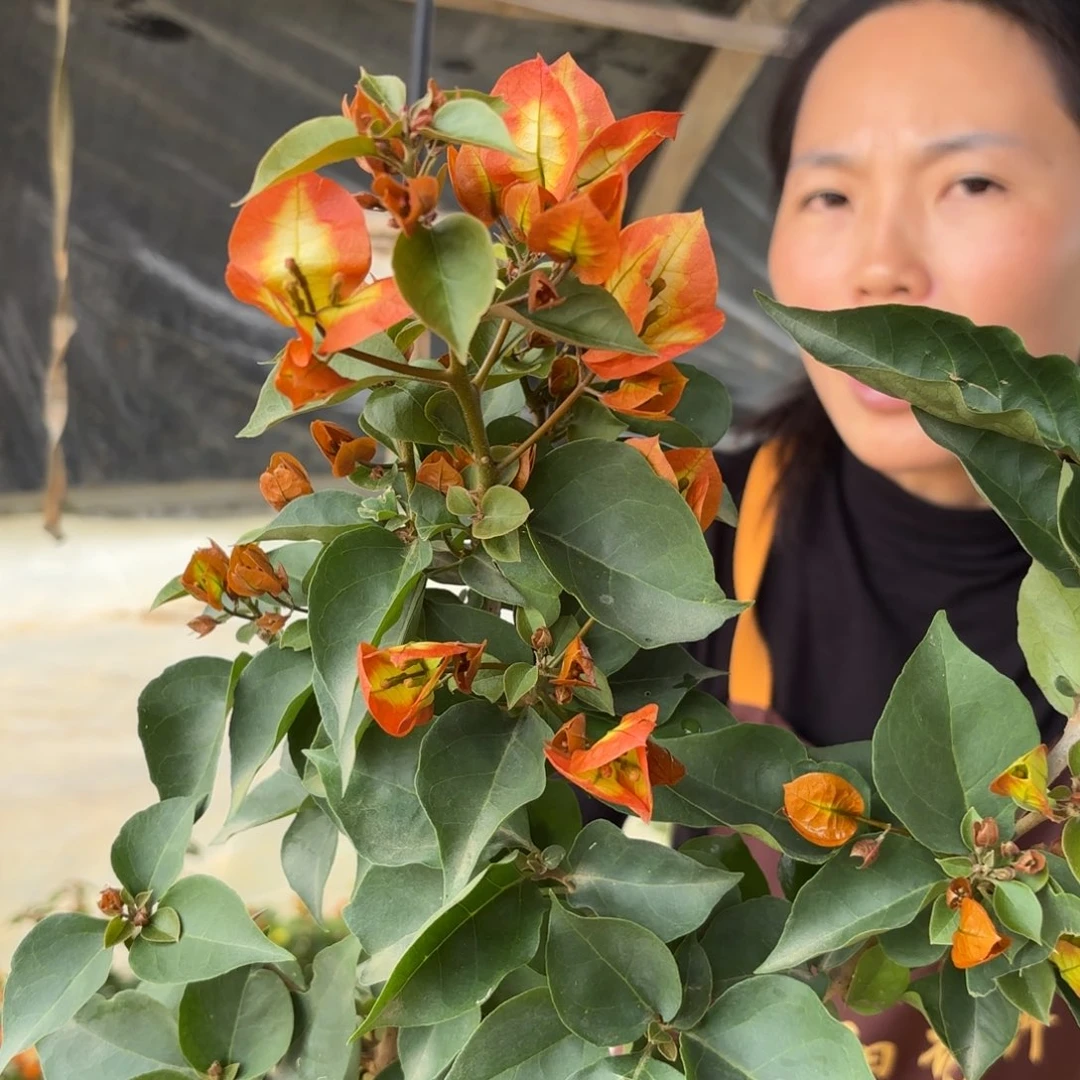 全部花苞（凤凰）三角梅会掉花掉叶会光杆有大有小