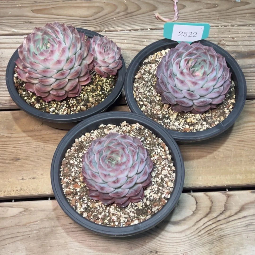 郭**°2522多肉多多三颗打包